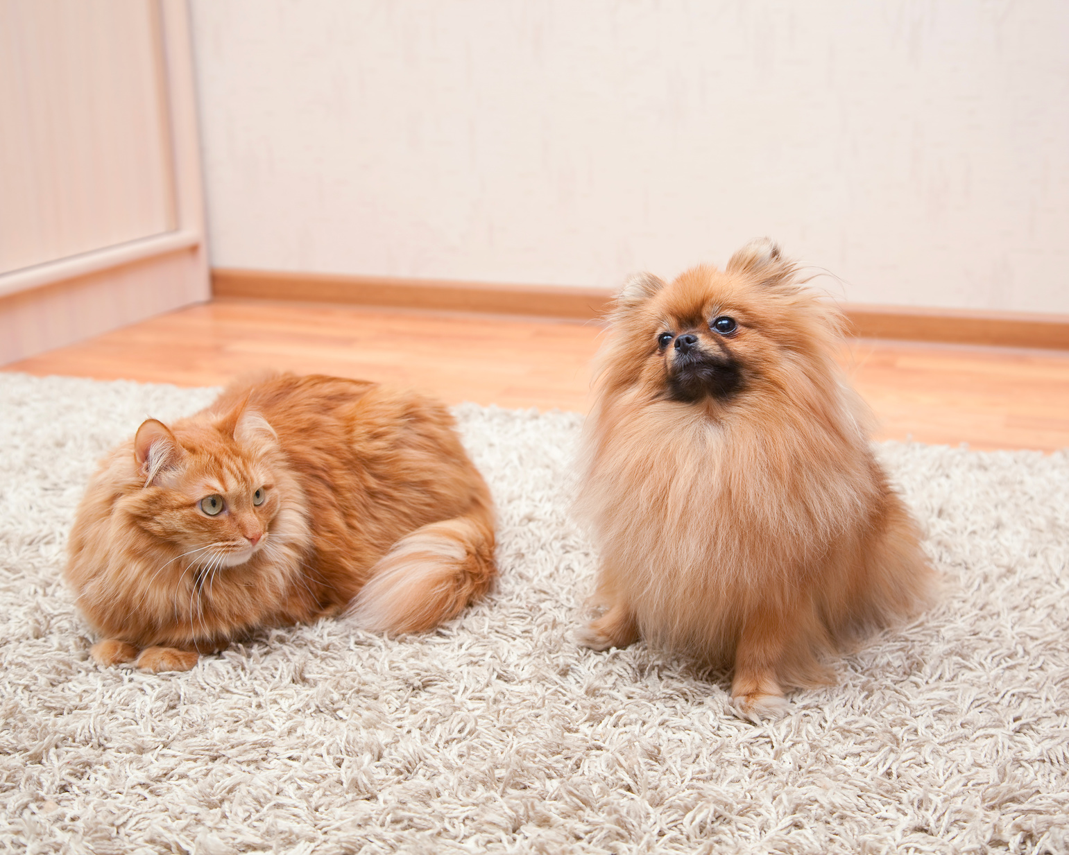 Pomeranian dog and red cat sitting on the carpet